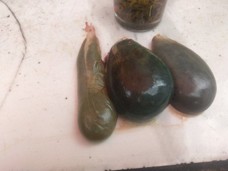 羊胆、干