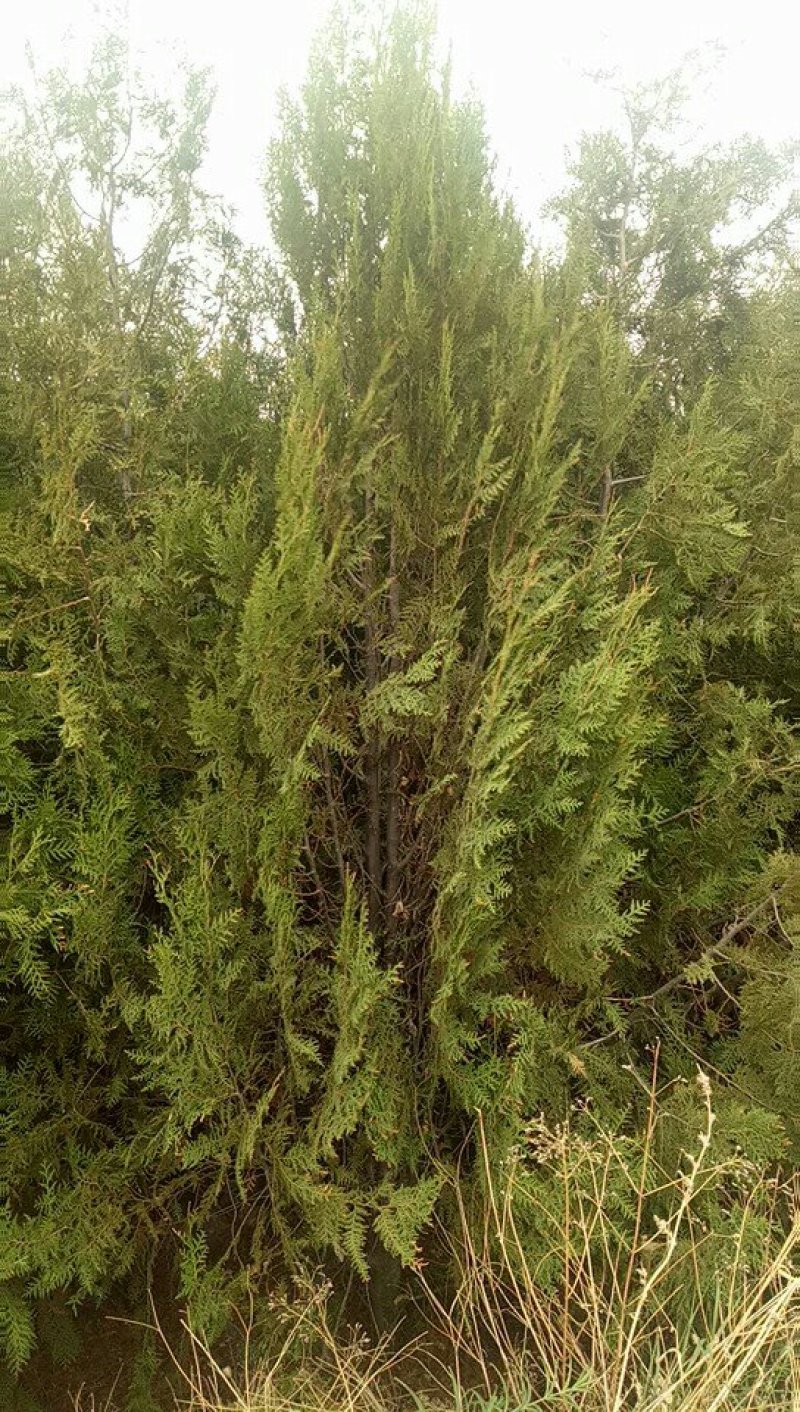 产地河北张家口蔚县两到三米的侧柏，侧柏杯苗
