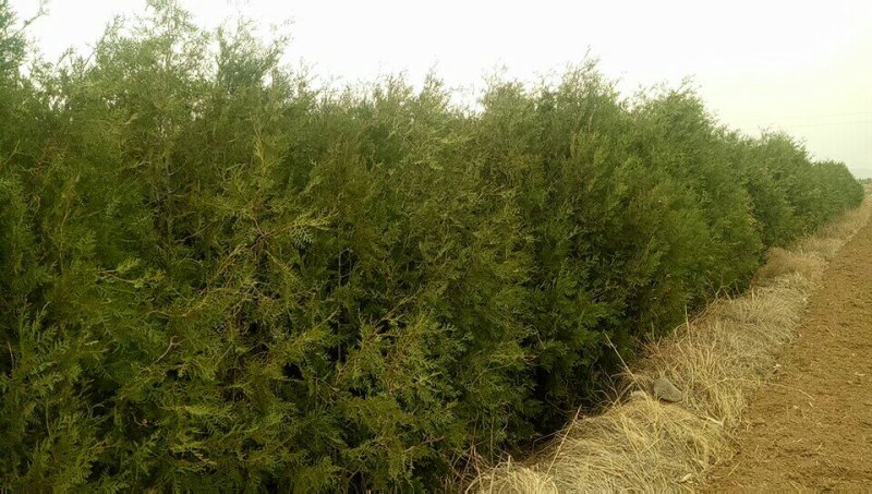 产地河北张家口蔚县两到三米的侧柏，侧柏杯苗