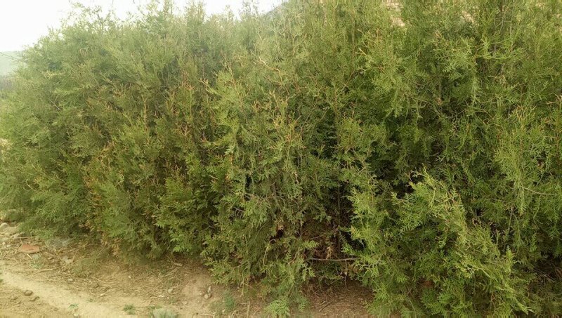产地河北张家口蔚县两到三米的侧柏，侧柏杯苗
