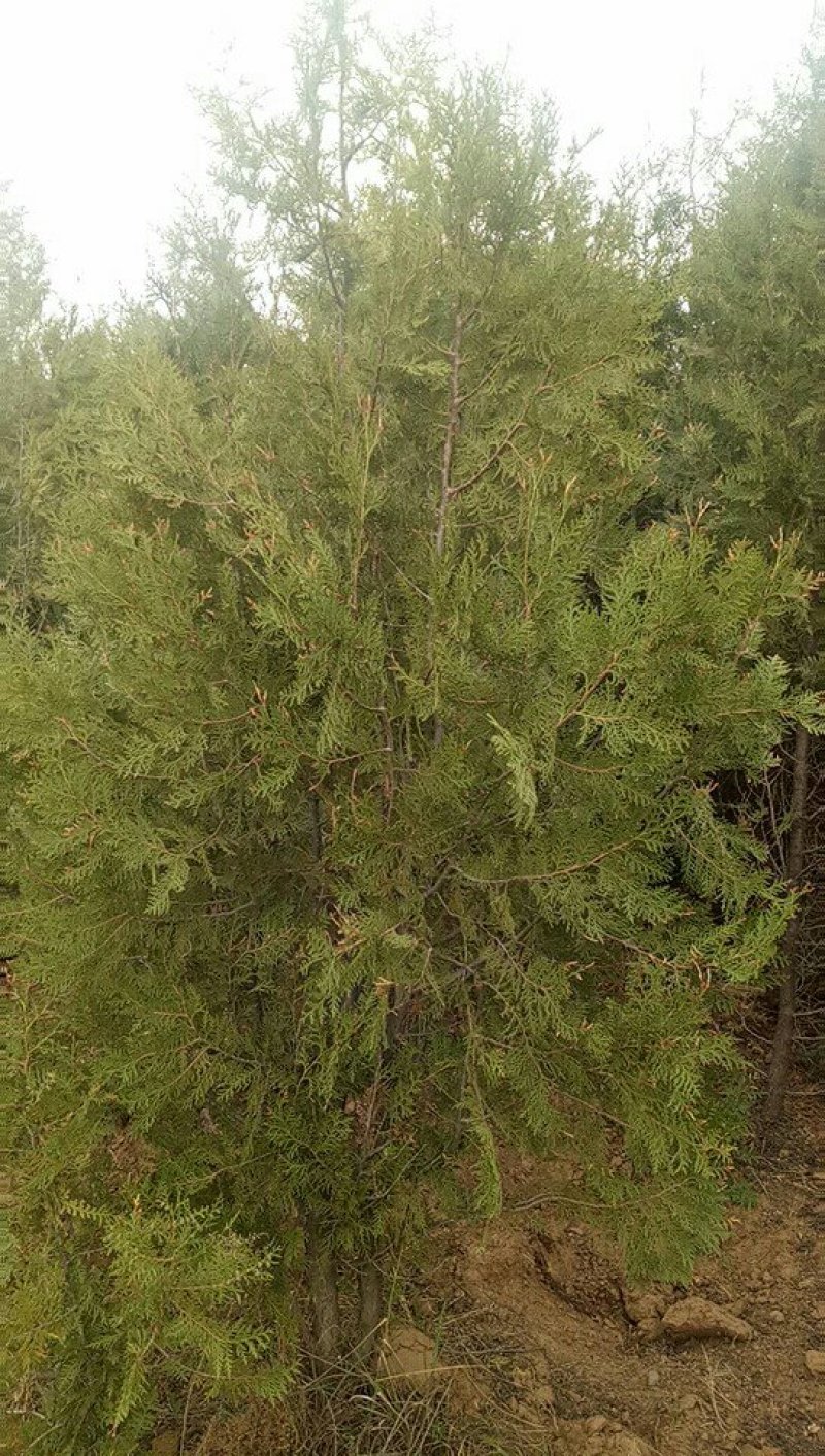 产地河北张家口蔚县两到三米的侧柏，侧柏杯苗