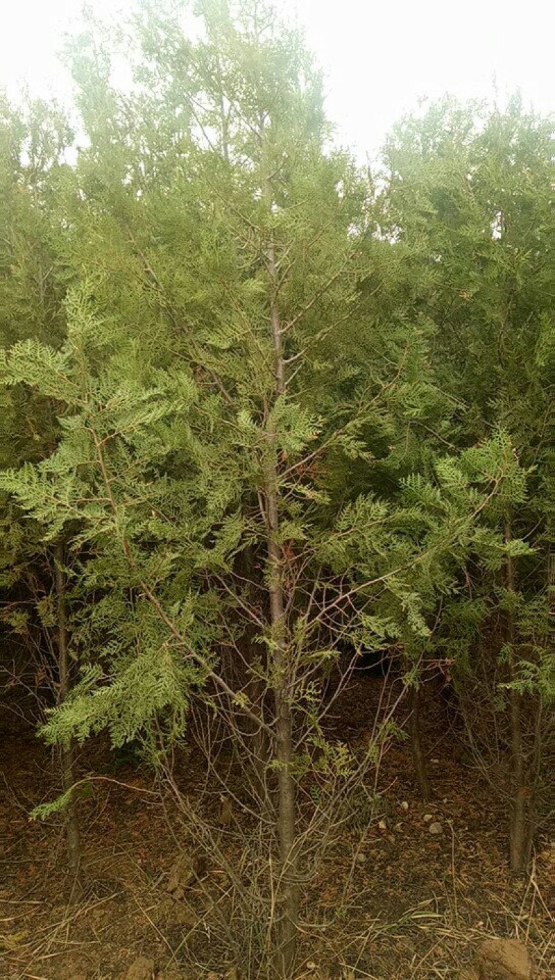 产地河北张家口蔚县两到三米的侧柏，侧柏杯苗
