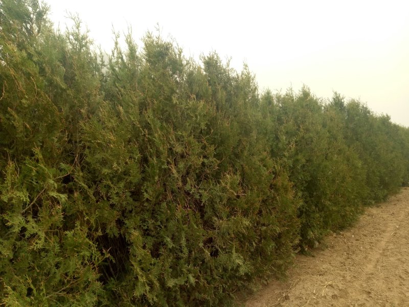 产地河北张家口蔚县两到三米的侧柏，侧柏杯苗