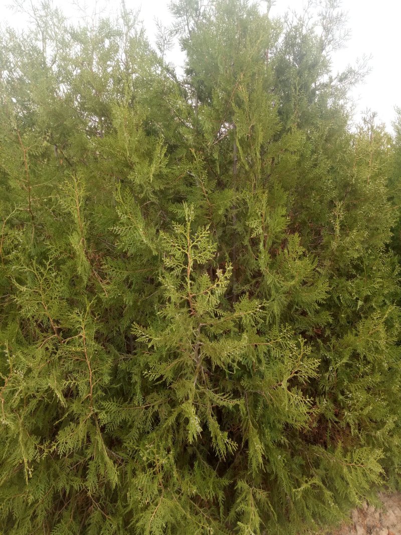 产地河北张家口蔚县两到三米的侧柏，侧柏杯苗