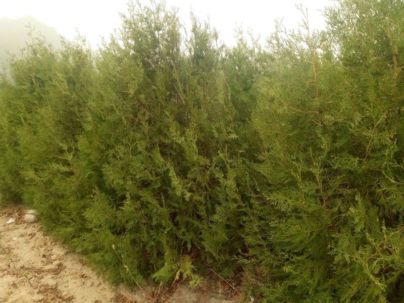 产地河北张家口蔚县两到三米的侧柏，侧柏杯苗