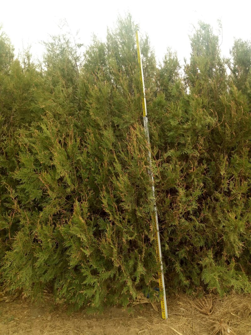 产地河北张家口蔚县两到三米的侧柏，侧柏杯苗