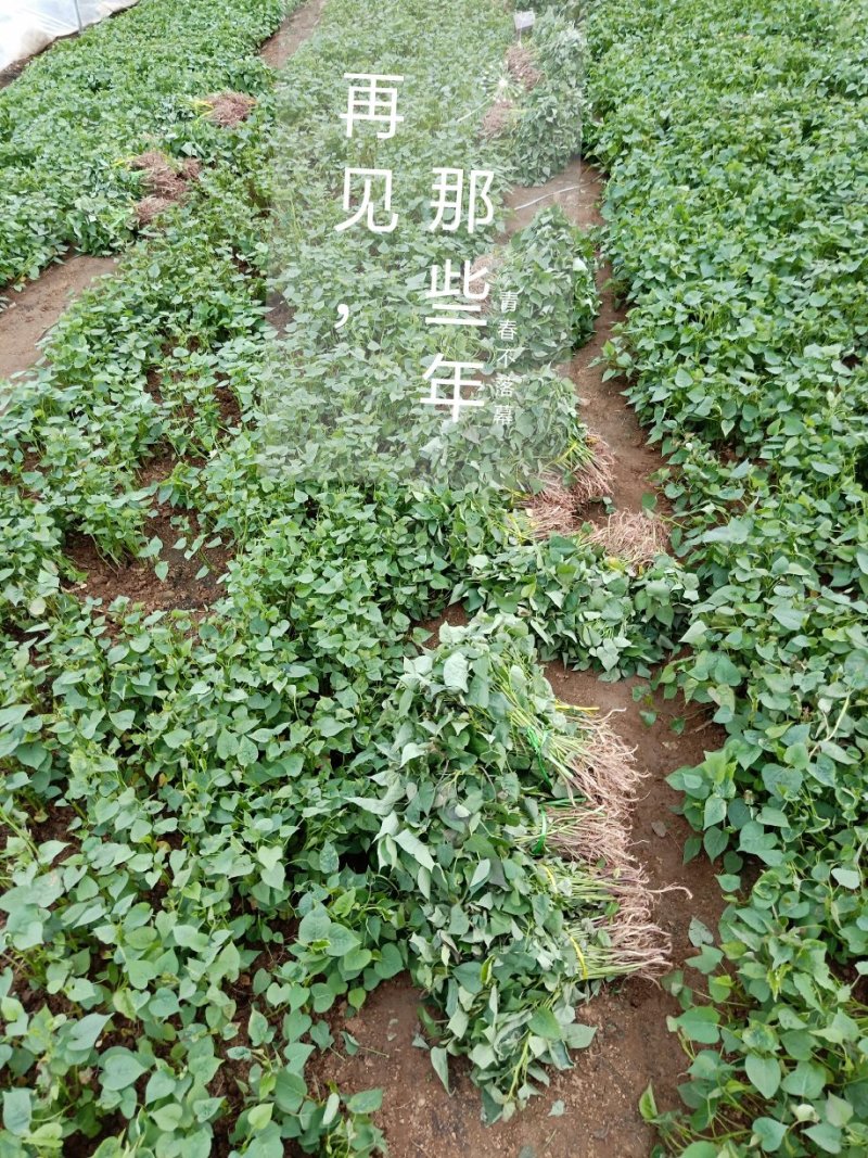 红薯苗，济薯25红薯苗高淀粉粘度高粉质好