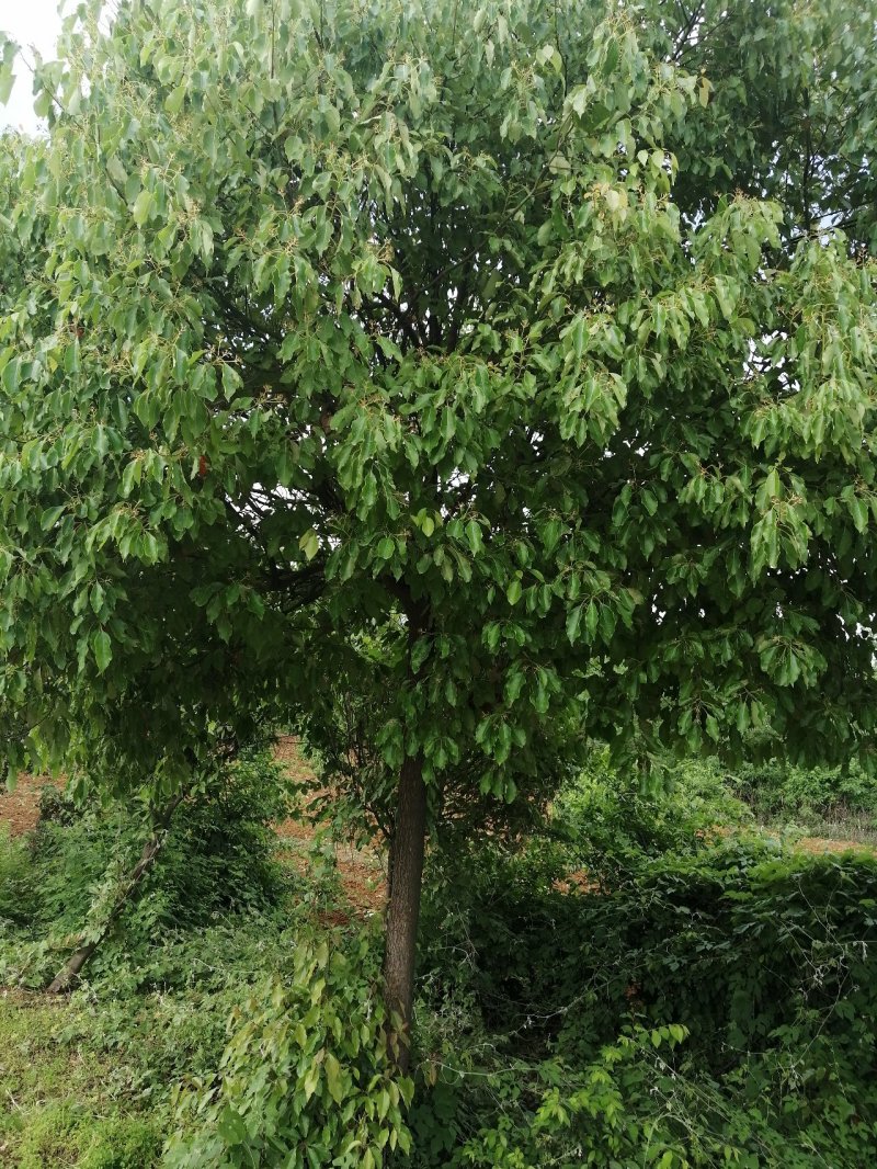 高杆红叶石楠