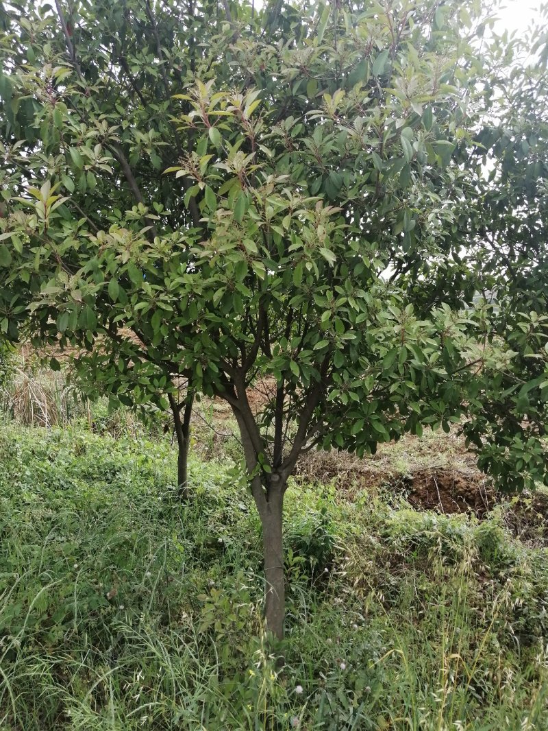 高杆红叶石楠