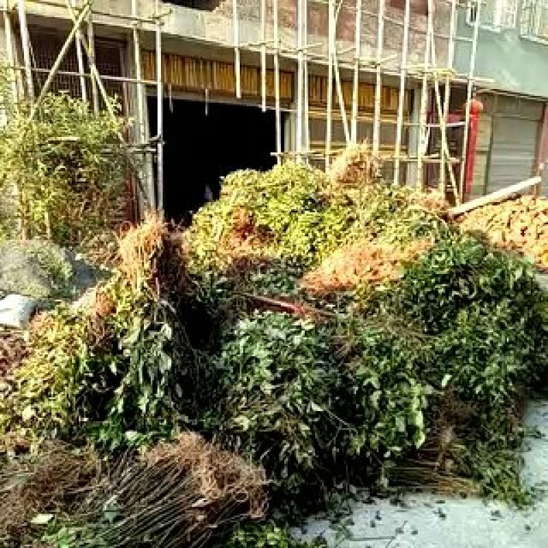 肿节风草珊瑚九节茶产地供应