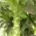 万亩蔬菜基地精品红尖叶莴苣，毛菜，净菜，光杆