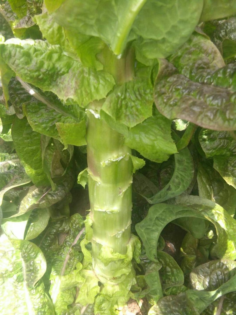 万亩蔬菜基地精品红尖叶莴苣，毛菜，净菜，光杆
