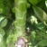 万亩蔬菜基地精品红尖叶莴苣，毛菜，净菜，光杆