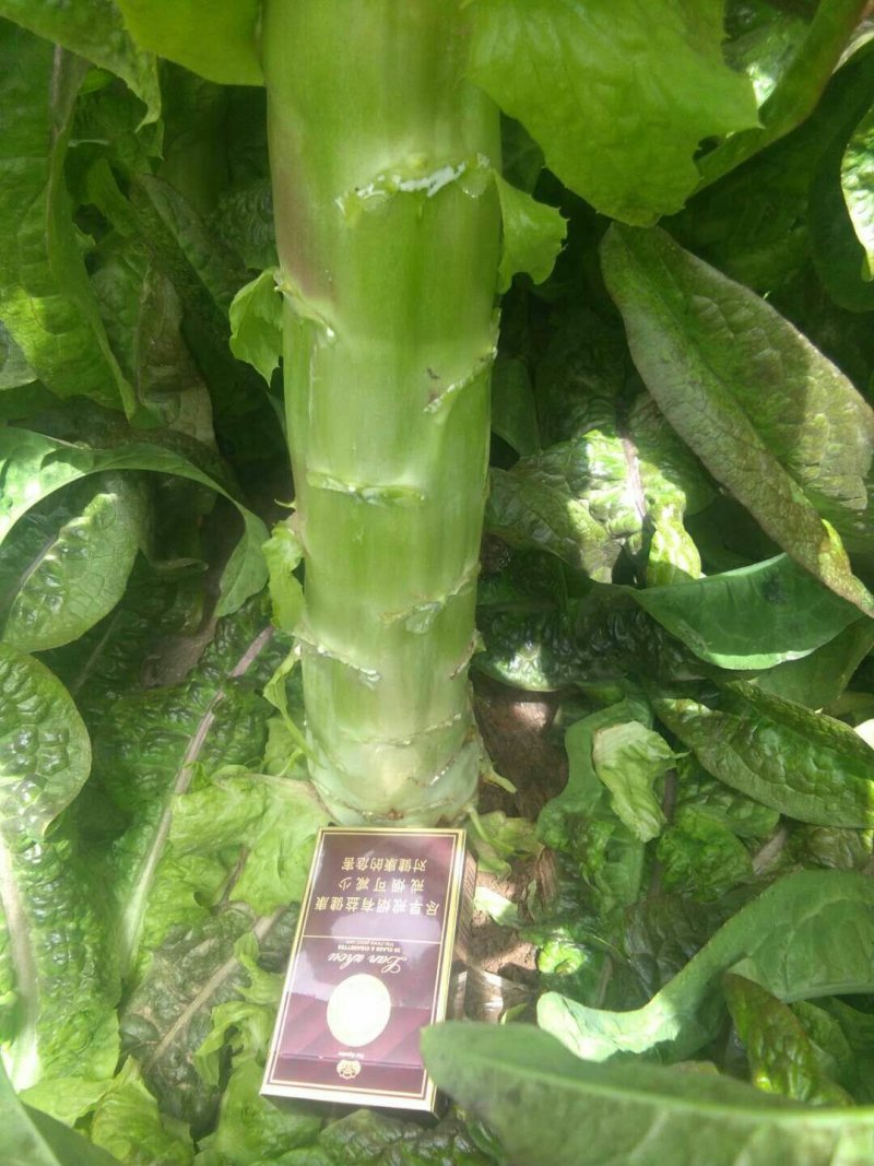 万亩蔬菜基地精品红尖叶莴苣，毛菜，净菜，光杆