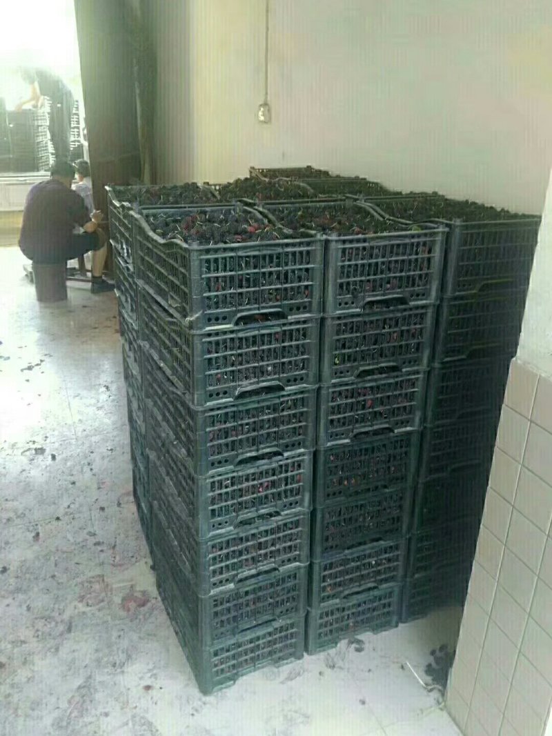 大叶桑～欢迎酒厂！果汁厂！食品厂烘干15一件包邮