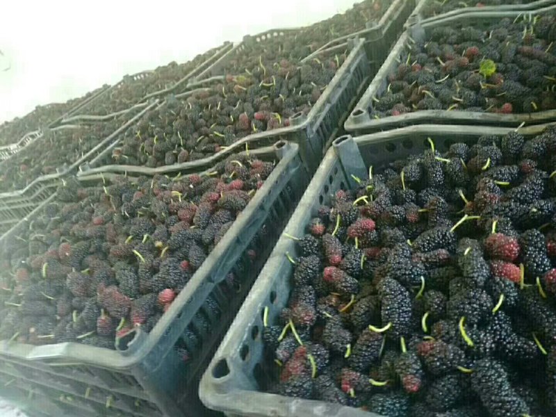 大叶桑～欢迎酒厂！果汁厂！食品厂烘干15一件包邮
