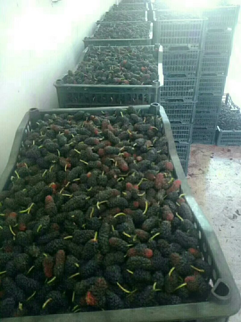 大叶桑～欢迎酒厂！果汁厂！食品厂烘干15一件包邮