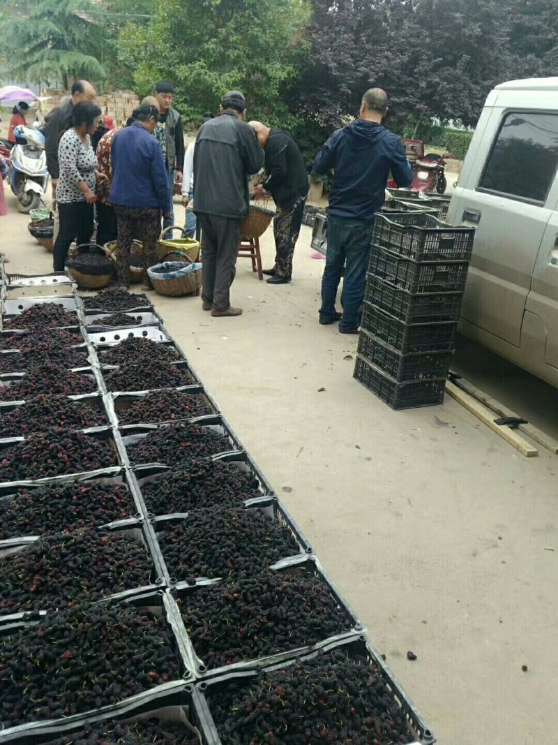 大叶桑～欢迎酒厂！果汁厂！食品厂烘干15一件包邮