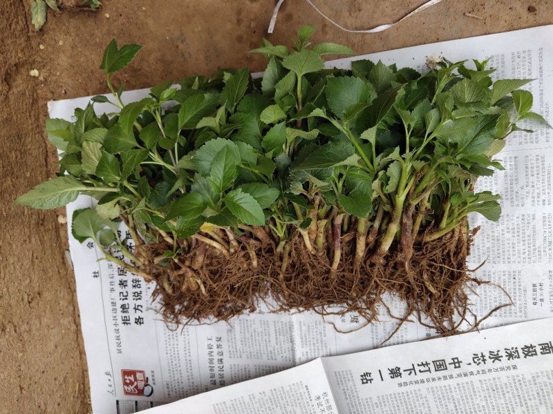 大丽花