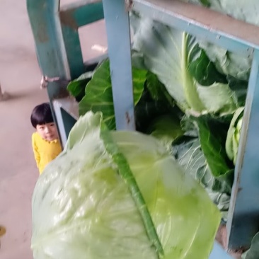 甘蓝