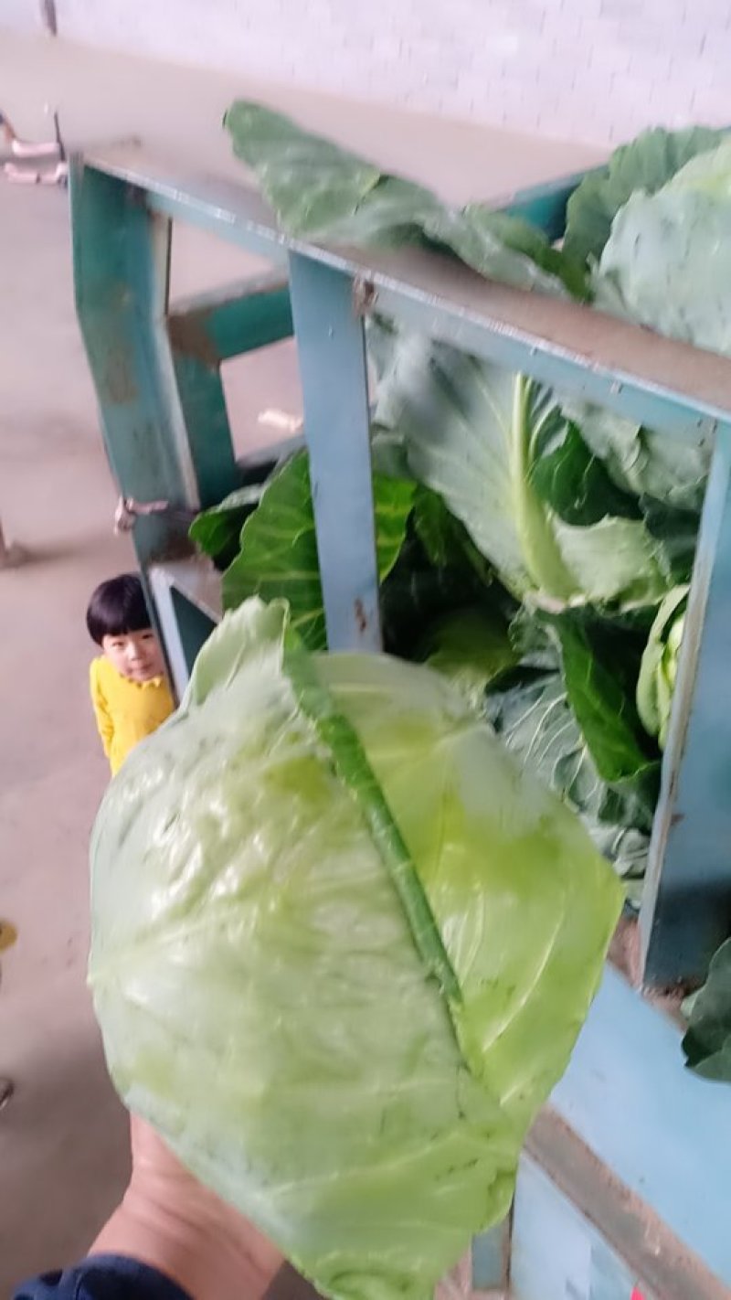 甘蓝
