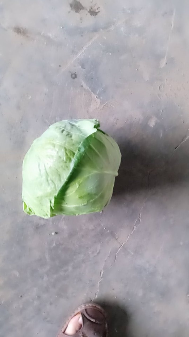 甘蓝