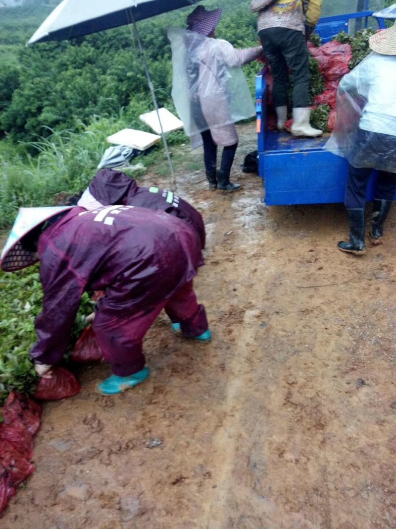 广西油茶苗，软枝3号，湘林，长林各种嫁接实生苗都有