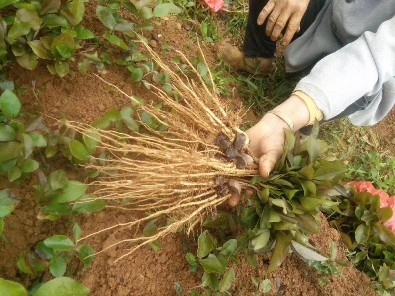 广西油茶苗，软枝3号，湘林，长林各种嫁接实生苗都有