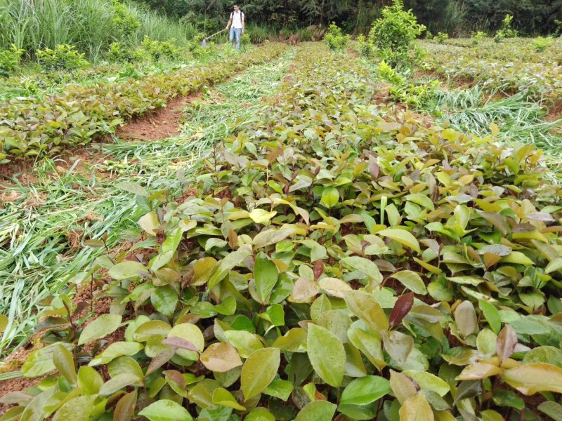 广西油茶苗，软枝3号，湘林，长林各种嫁接实生苗都有