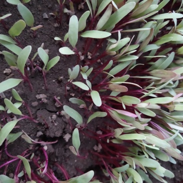 甜菜苗精品芽苗菜专业种植苗菜基地