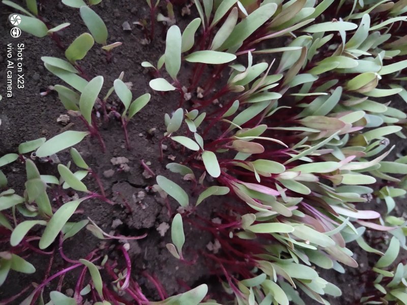 甜菜苗精品芽苗菜专业种植苗菜基地