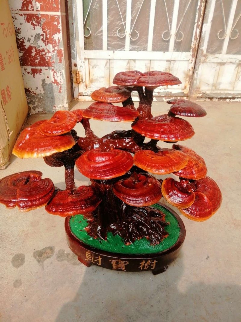 灵芝种植基地出售灵芝菌棒有需要的老板联系