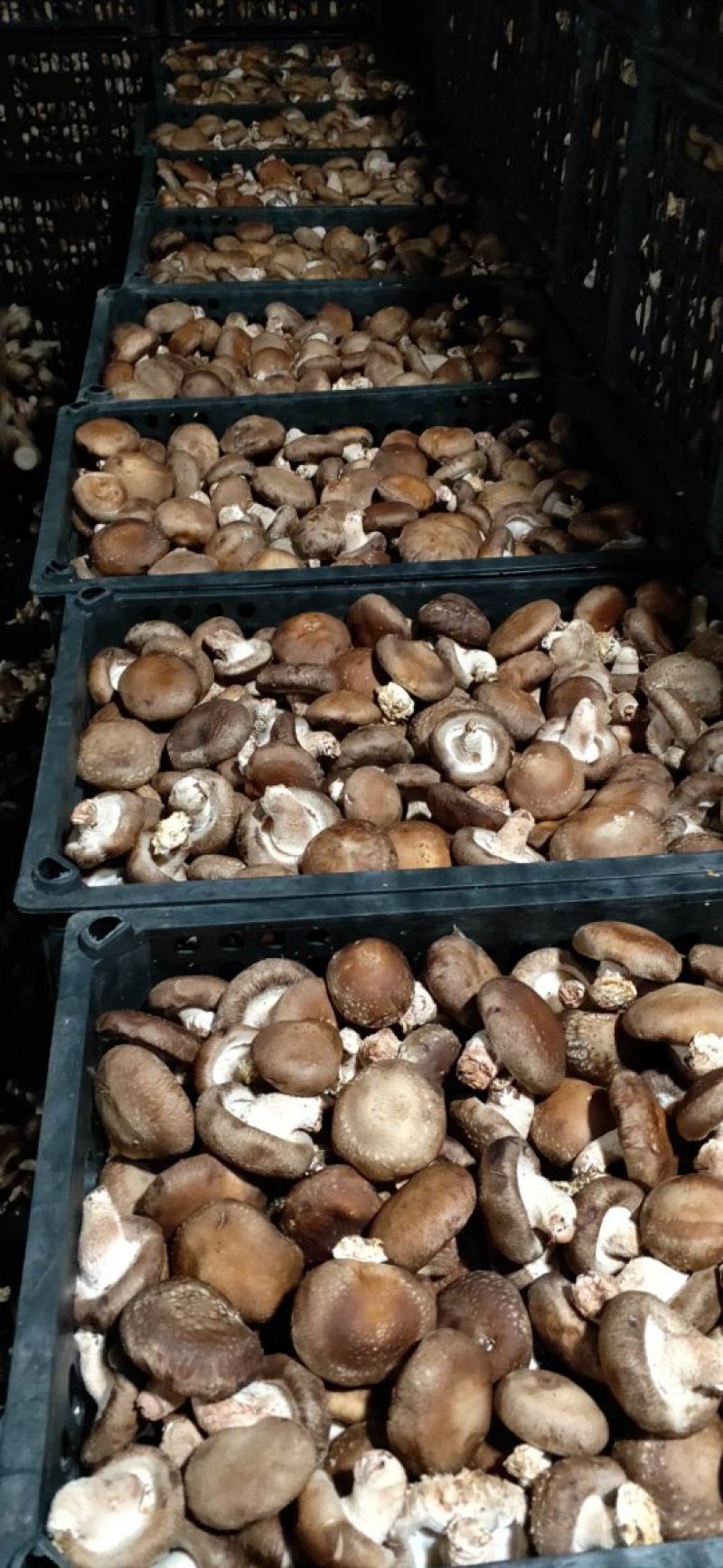 香菇