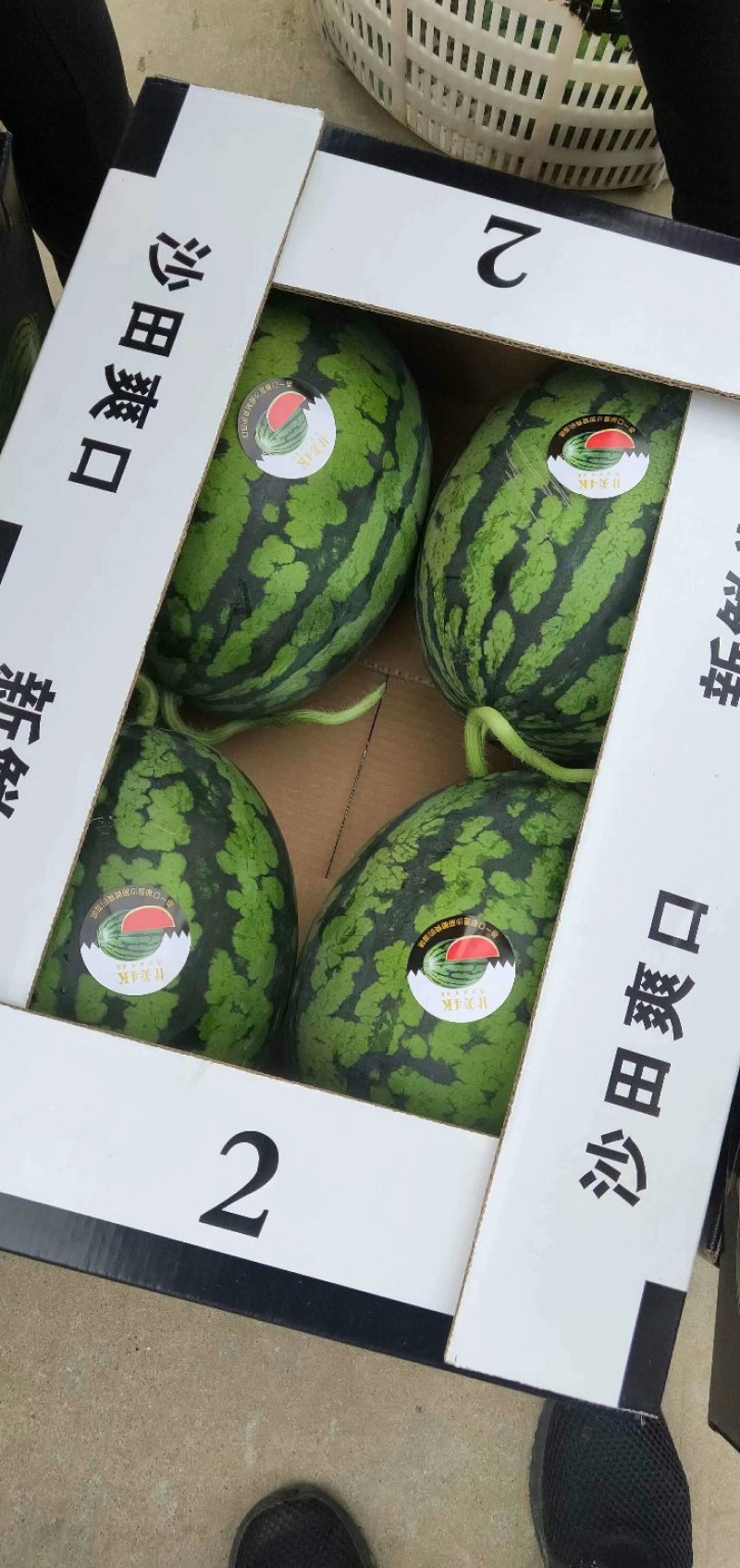 甘美全美4K二茬西瓜9成熟1茬