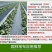 厂家直销园艺地布防草布果园除草布果树防草大棚抑草布地布除