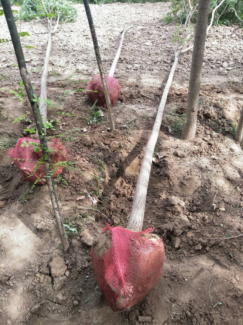 处理各种规格的，国槐小苗，定植一二级树，占地类国槐！