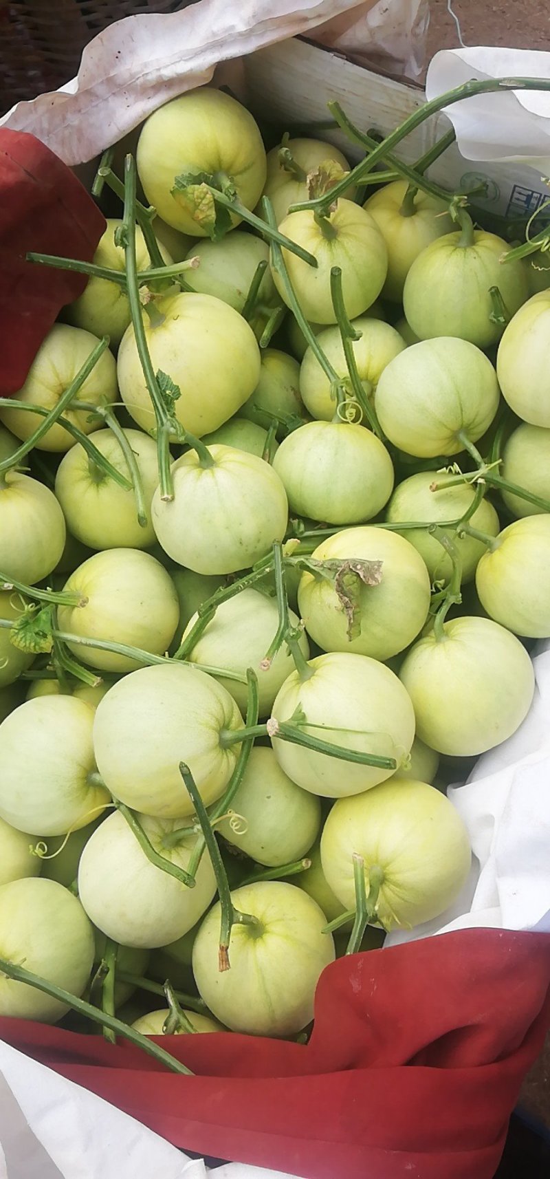 莱西甜瓜大量上市通货价格美丽