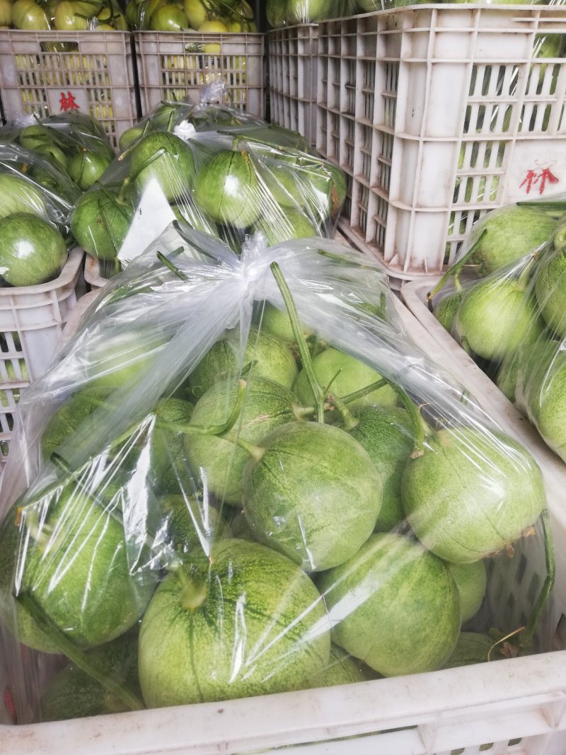 莱西甜瓜大量上市通货价格美丽