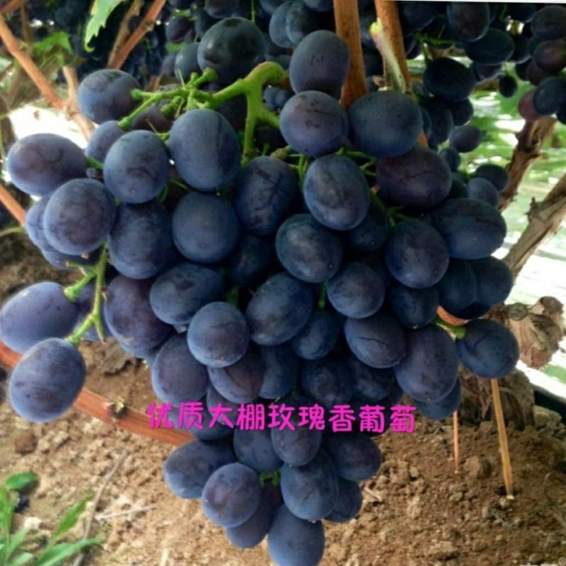 玫瑰香1~2斤5%以下