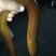 苏北纯ye生黄鳝，大量供应江浙沪地区，诚信经营，以质取胜