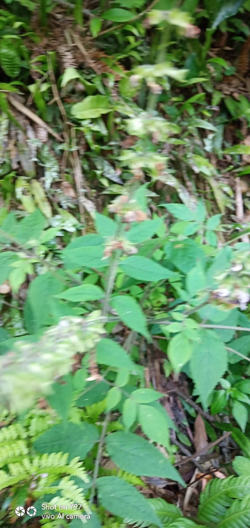 丹参原产地长期供货**杂质