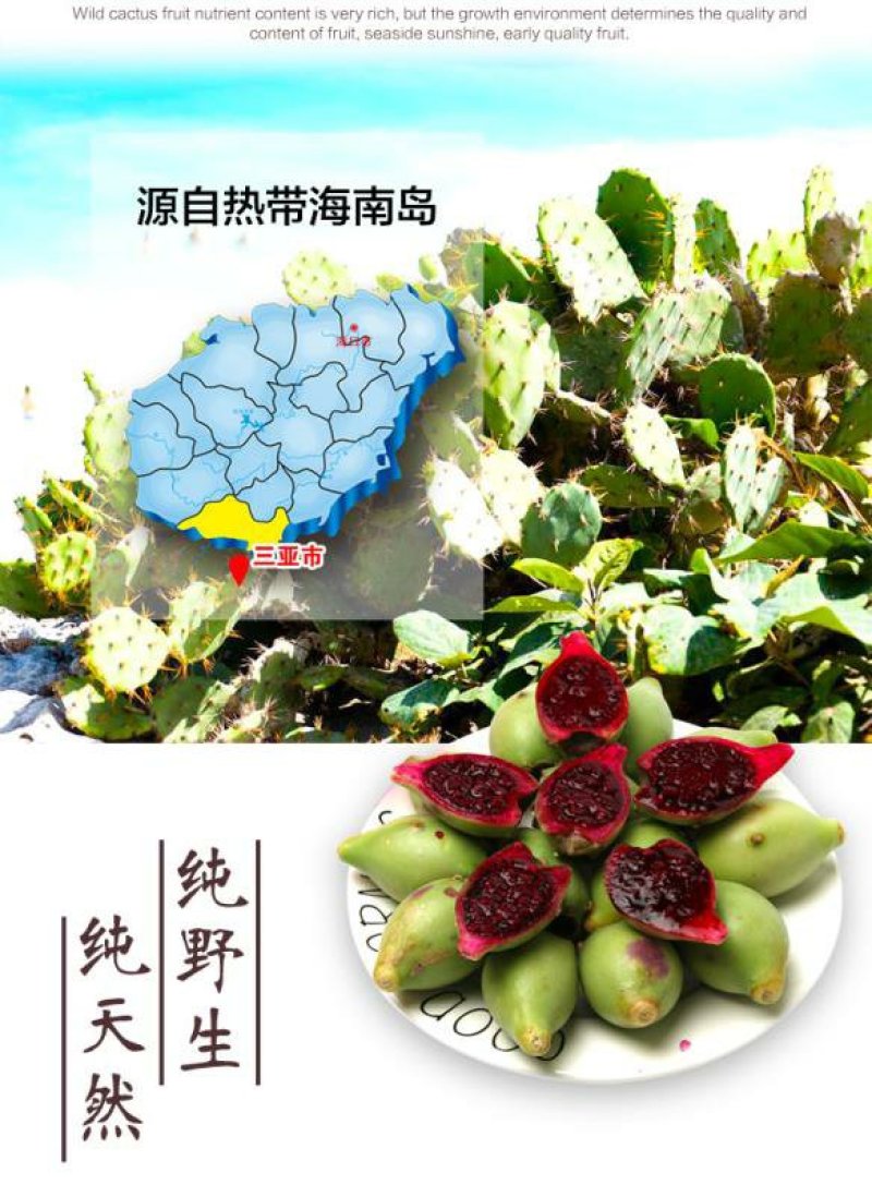仙人掌苗批发，仙人掌果(野生仙人掌苗)