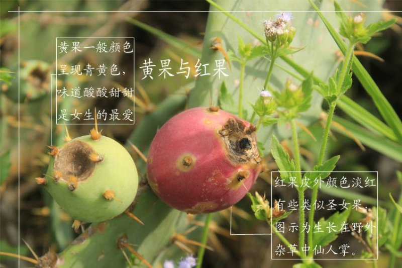 仙人掌苗批发，仙人掌果(野生仙人掌苗)