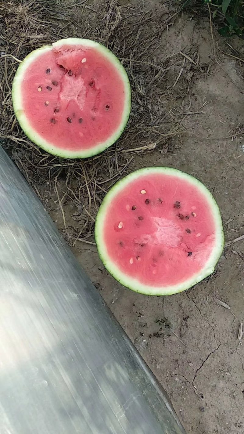 甜王西瓜