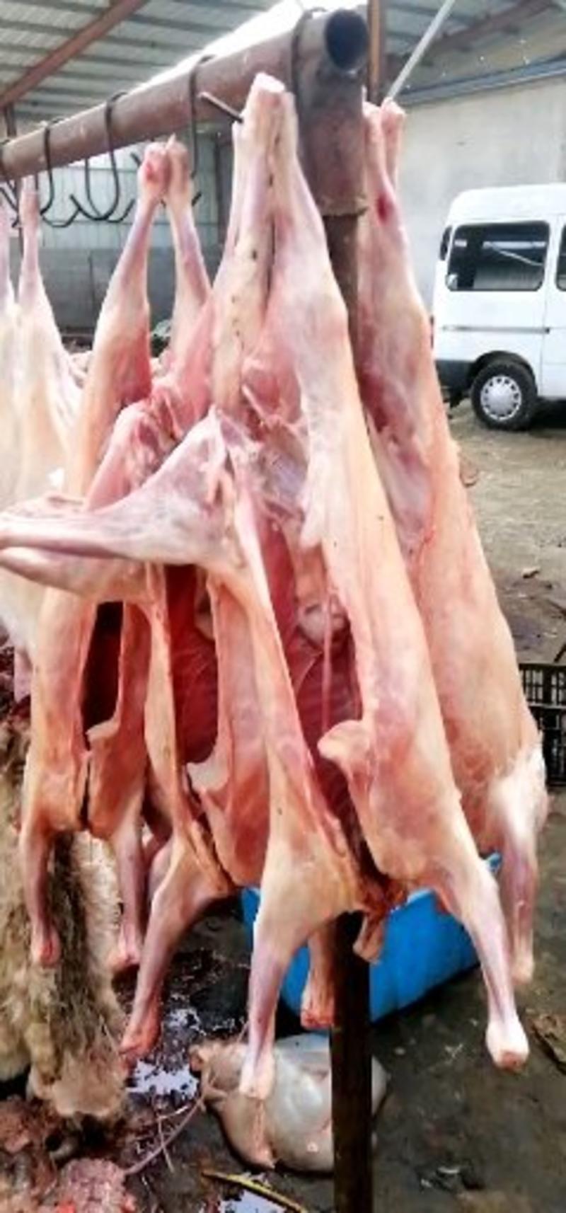 山羊肉烤全羊8-18斤羔羊啵儿山羊纯干无水。