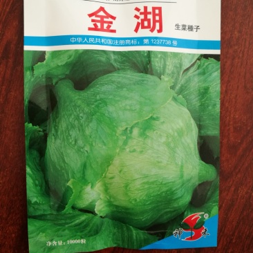 生菜种子一万粒/袋结球生菜种子