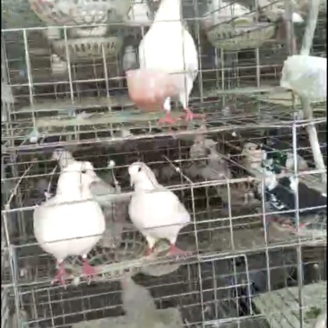 肉鸽大量出售白羽王鸽银王鸽等