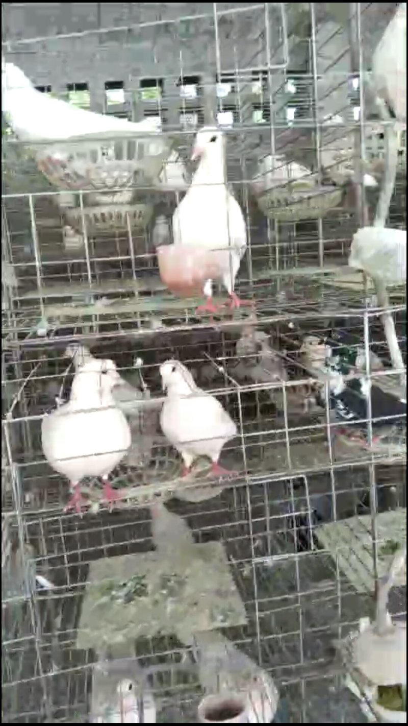 肉鸽大量出售白羽王鸽银王鸽等
