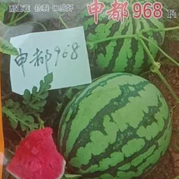 申都968西瓜短圆球形重茬不死苗耐雨水不裂果的8424