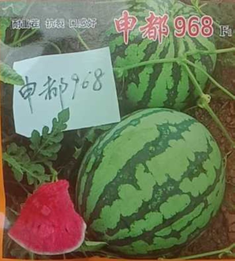 申都968西瓜短圆球形重茬不死苗耐雨水不裂果的8424